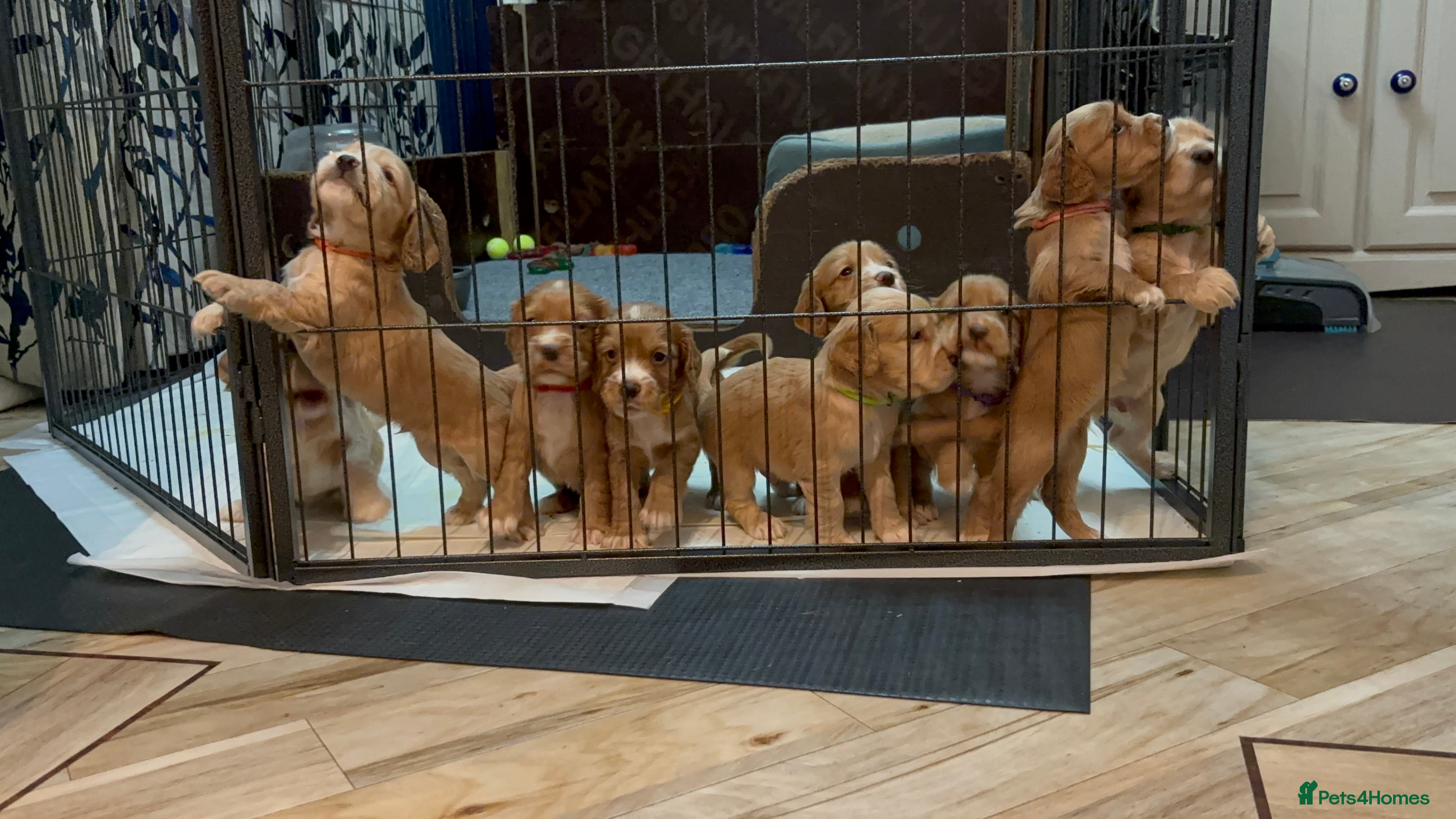 Cocker Spaniel dogs Working Cocker Spaniel Puppies - Advert 4