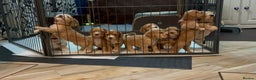 Cocker Spaniel dogs for sale: Working Cocker Spaniel Puppies - Advert 1