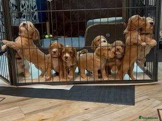 Cocker Spaniel dogs Working Cocker Spaniel Puppies - Advert 17