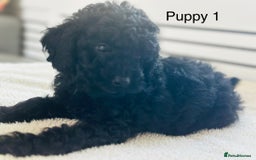 Toy Poodle dogs for sale: Pure Black Toy Poodles Puppies £700  - Image 1