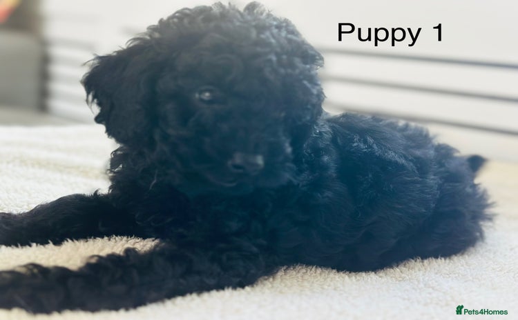 Toy Poodle dogs - Advert 15
