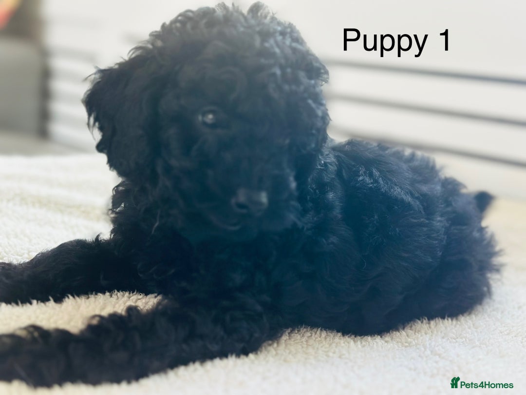 Toy Poodle dogs for sale: Pure Black Toy Poodles Puppies £700  - Image 1