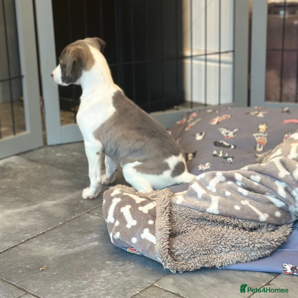 Whippet dogs 3 boys available  - Advert 3