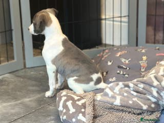 Whippet dogs 3 boys available - Advert 3
