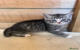 Mixed Breed cats for sale: 6 beautiful kittens looking for homes🏡  - Image 9