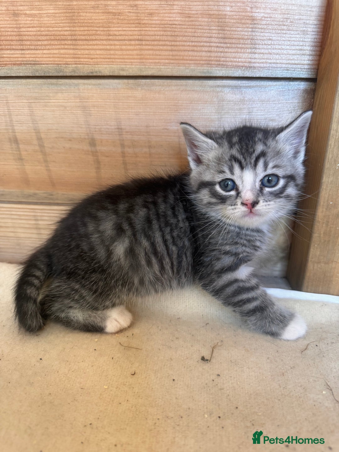 Mixed Breed cats for sale: 6 beautiful kittens looking for homes🏡  - Image 9