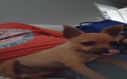 Chihuahua dogs for sale: Chihuahua pup looking for a big adventure  in Newmarket - Image 3