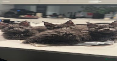 Maine Coon cats - Advert 8