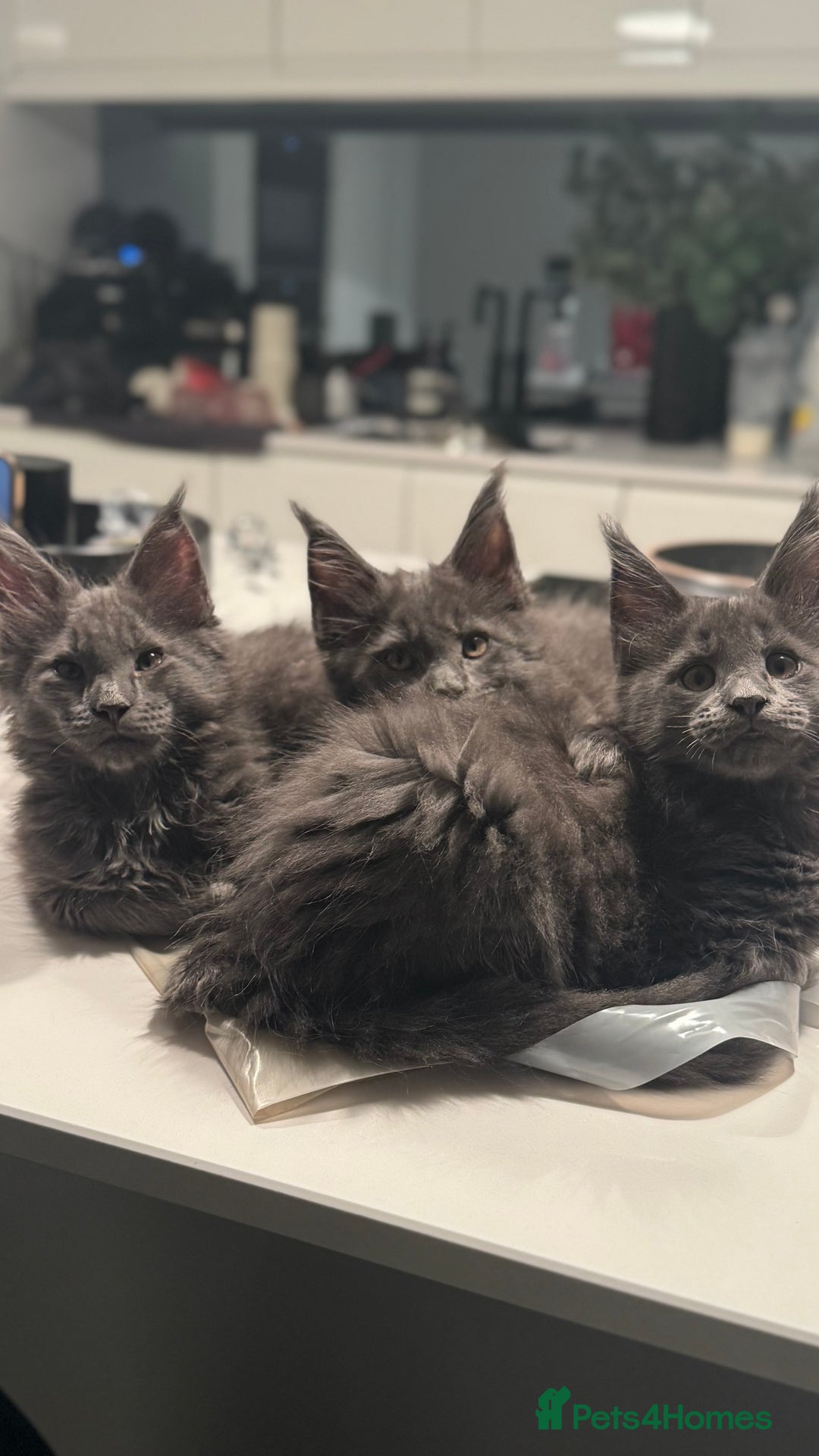 Maine Coon cats for sale:  Gccf registered Main Coon Kittens  - Image 2