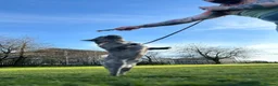 French Bulldog dogs for stud: French Bulldog Stud 🔥 The Next Generation - Advert 7
