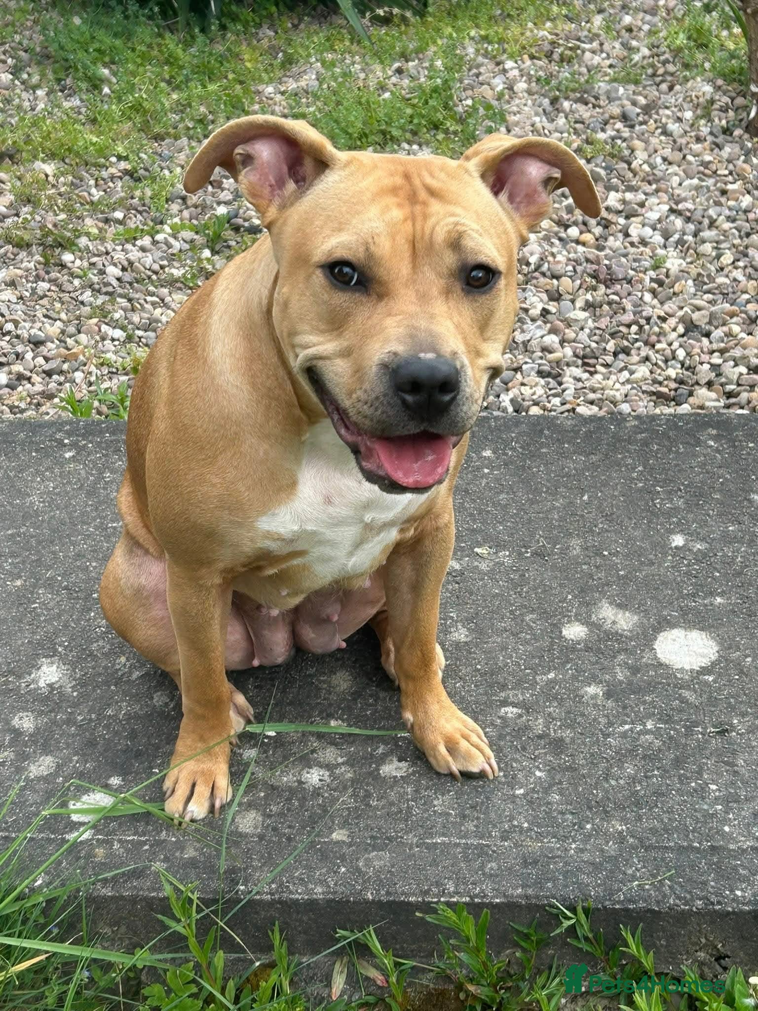 Staffordshire Bull Terrier dogs Staffy puppies for sale - Advert 3
