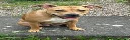 Staffordshire Bull Terrier dogs for sale: Staffy puppies for sale in Telford - Advert 1