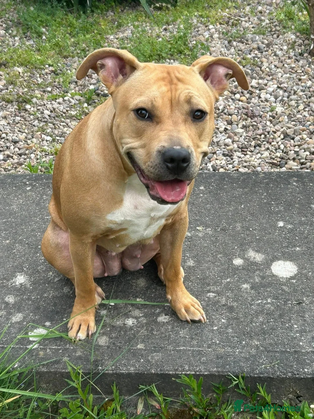 Staffordshire Bull Terrier dogs for sale: Staffy puppies for sale in Telford - Advert 1