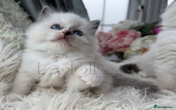 Ragdoll cats for sale: Only Two Kittens Available ready to go 🐾 - Image 4