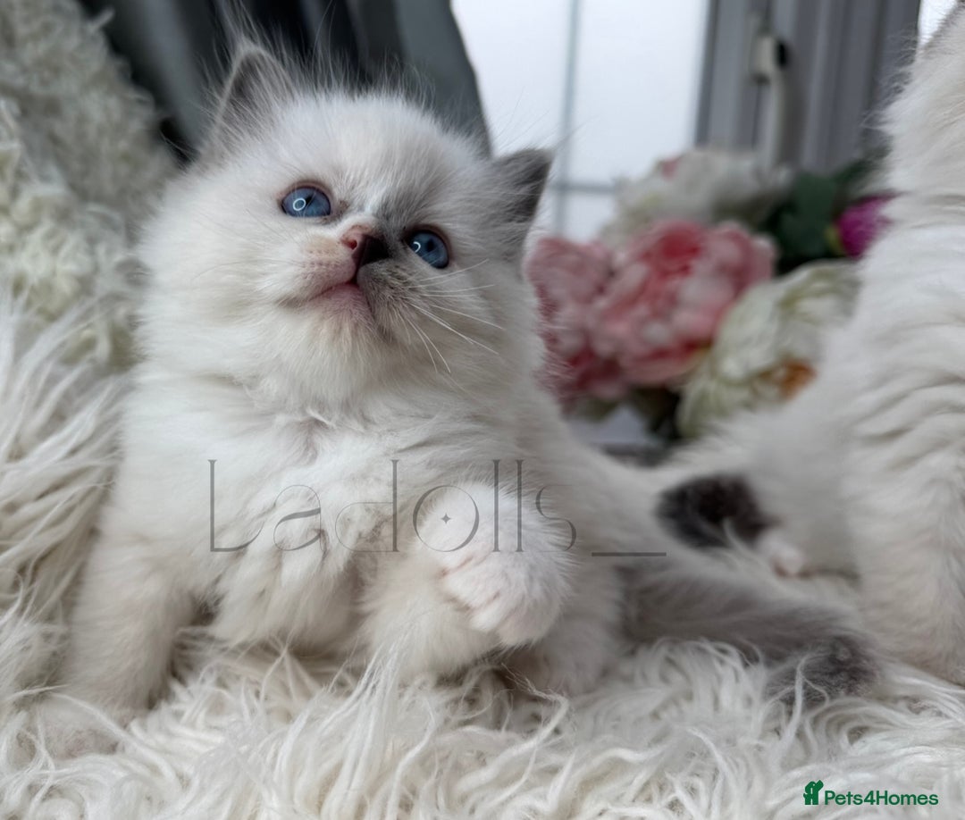 Ragdoll cats for sale: Only Two Kittens Available ready to go 🐾 - Image 4