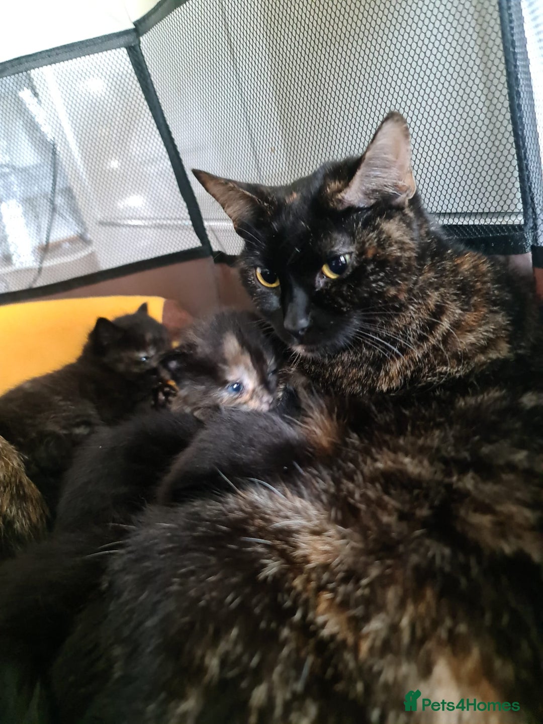 Mixed Breed cats for sale: 6 kittens avaliable from 3rd August 2025 - Image 9