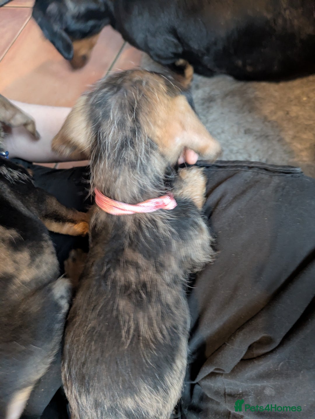Miniature Dachshund dogs for sale: Wire X smooth mini dachshunds - Image 6