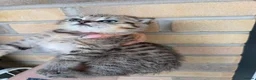 British Shorthair cats for sale: STUNNING! British Shorthair Black Golden Tabbys - Advert 20