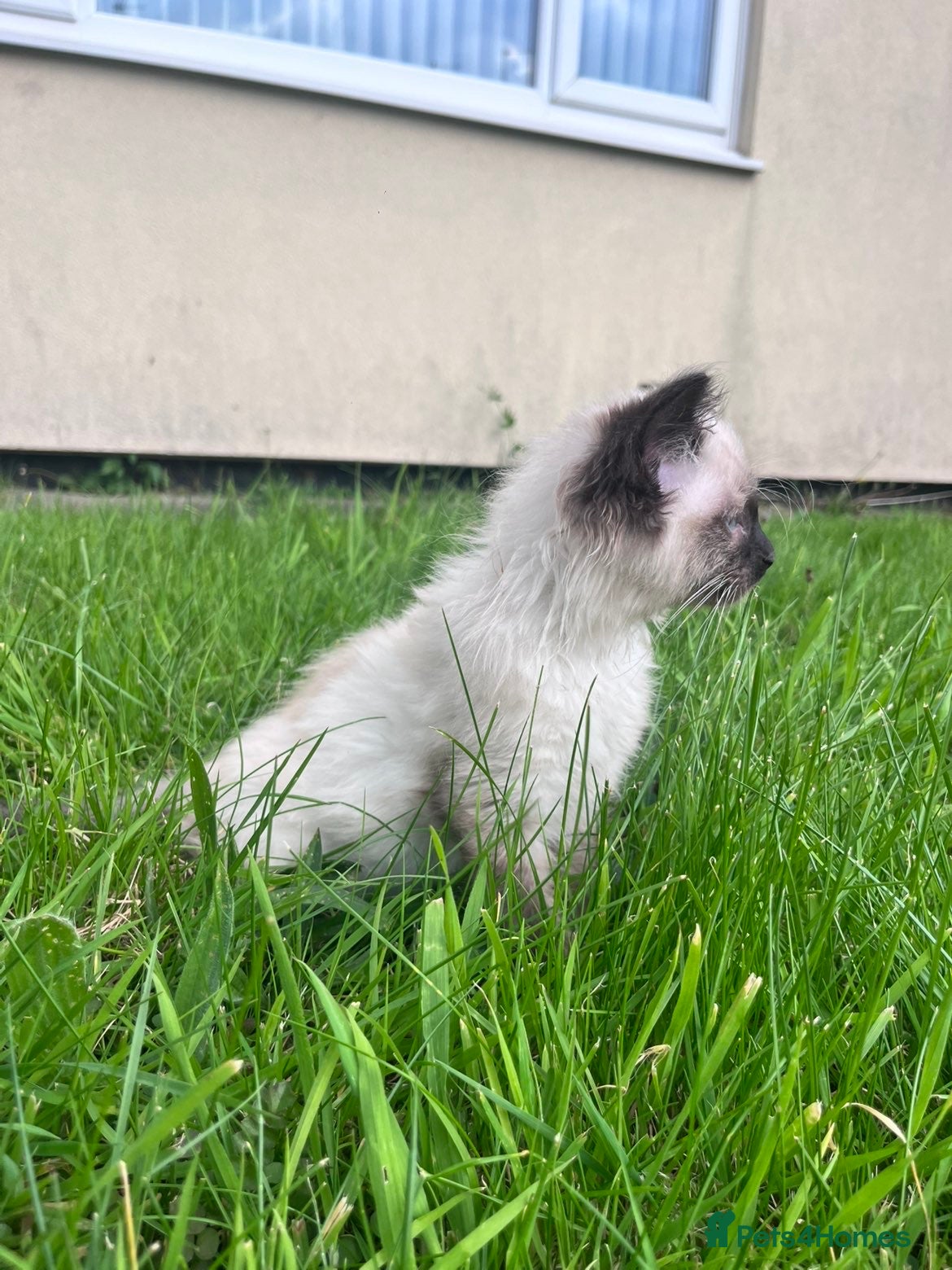 Ragdoll cats Beautiful kitten - Advert 2