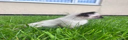 Ragdoll cats for sale: Beautiful kitten - Advert 2