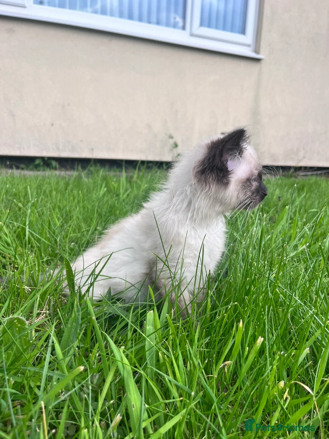 Ragdoll cats for sale: Beautiful kitten - Advert 2