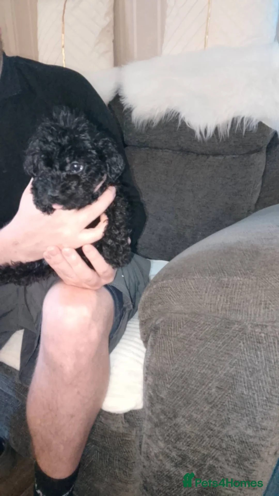 Cockapoo dogs for sale: Cockapoos 3 boys left  - Advert 2