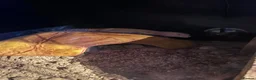 Leopard Gecko reptiles for sale: Leopard Gecko Female & Full vivarium set up - Advert 9