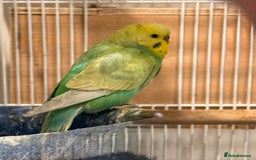 Budgerigars birds for sale: Bonded untamed budgies for sale - Image 3