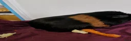 Guinea Pig rodents for sale: Smooth coat american for forever home - Advert 13