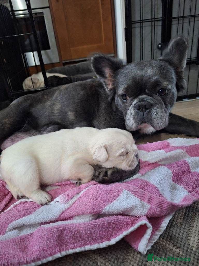 French Bulldog dogs Exceptional French Bulldog Puppies For Sale - Advert 7