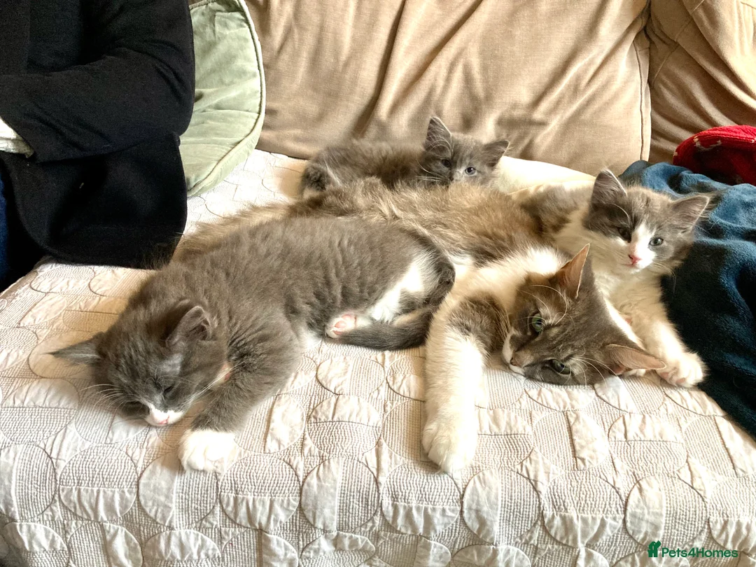 Maine Coon cats for sale: Rag Coon Kittens - Advert 12