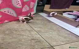 English Bull Terrier dogs for sale: English bull terriers  - Image 8