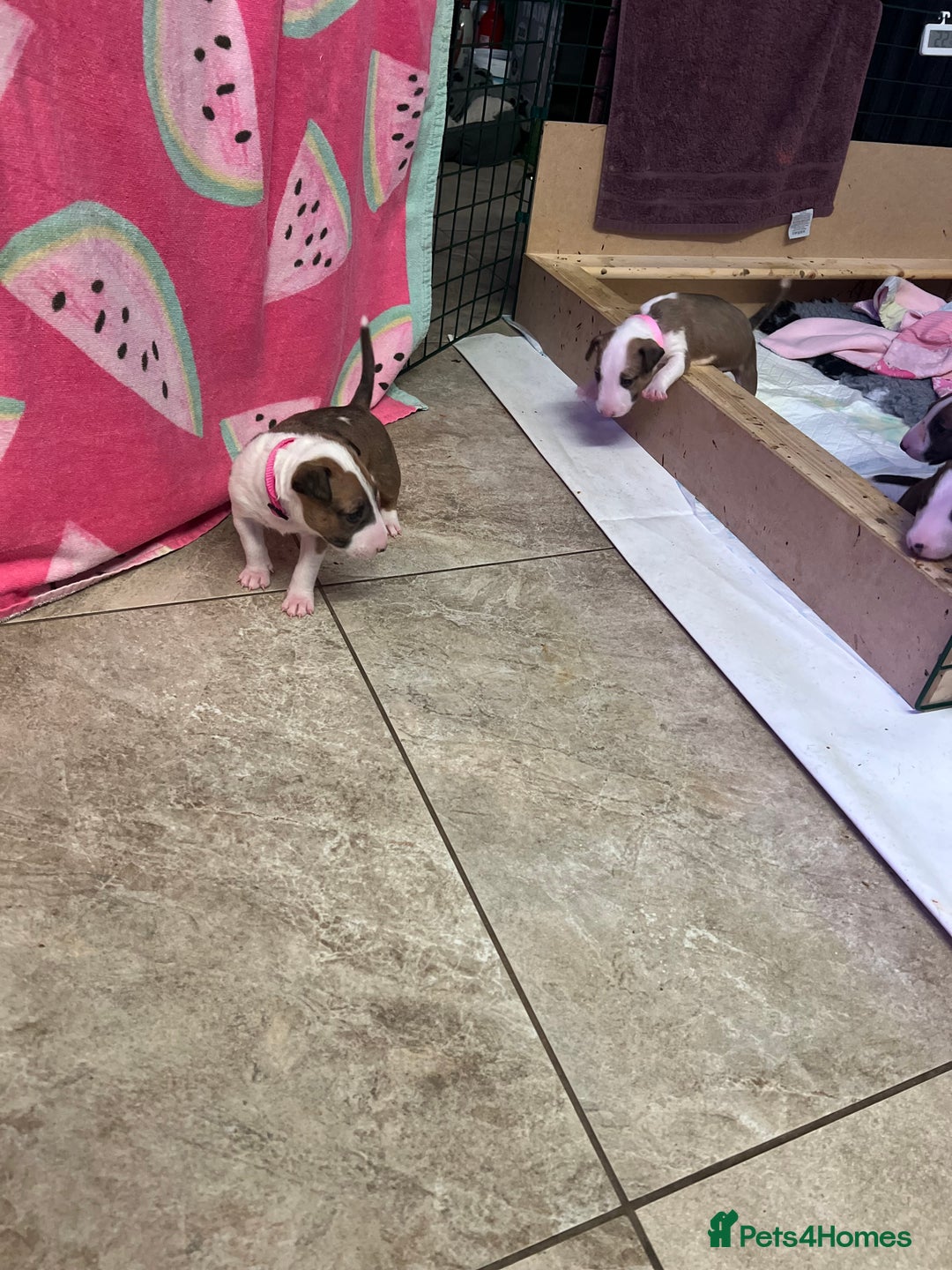 English Bull Terrier dogs for sale: English bull terriers  - Image 8