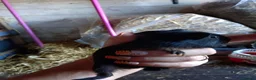 Guinea Pig rodents for sale: Baby guinea pig mix lot of males and females - Advert 7