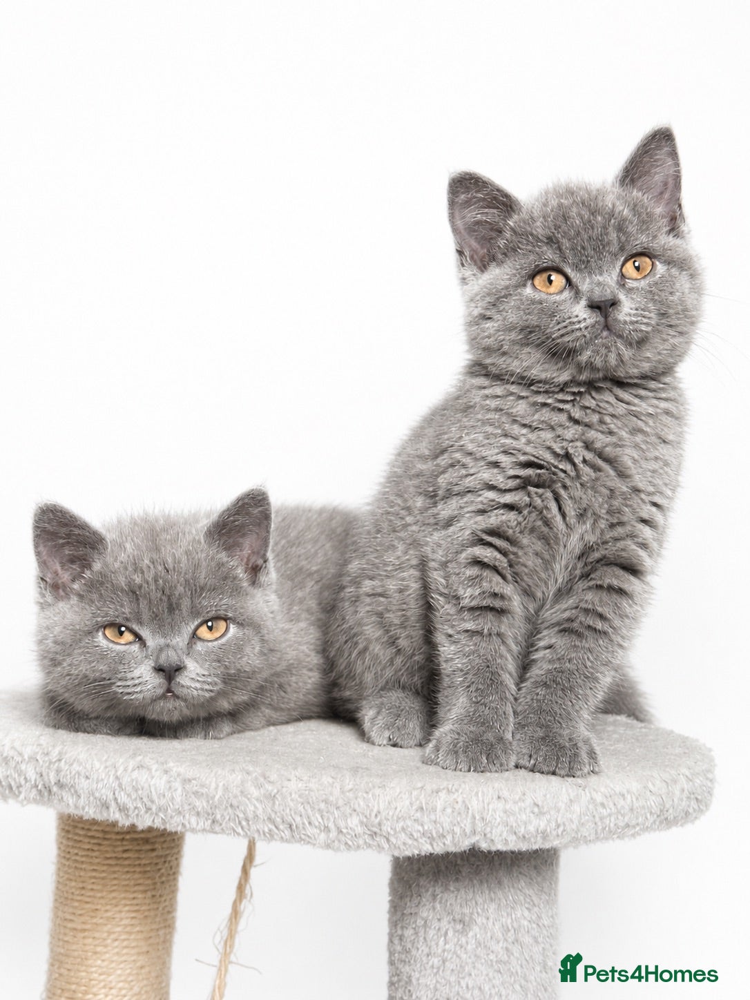 British Shorthair cats Stunning British Short Hair Kittens  - Advert 16