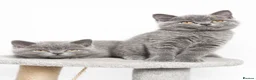 British Shorthair cats for sale: Stunning British Short Hair Kittens  - Advert 1