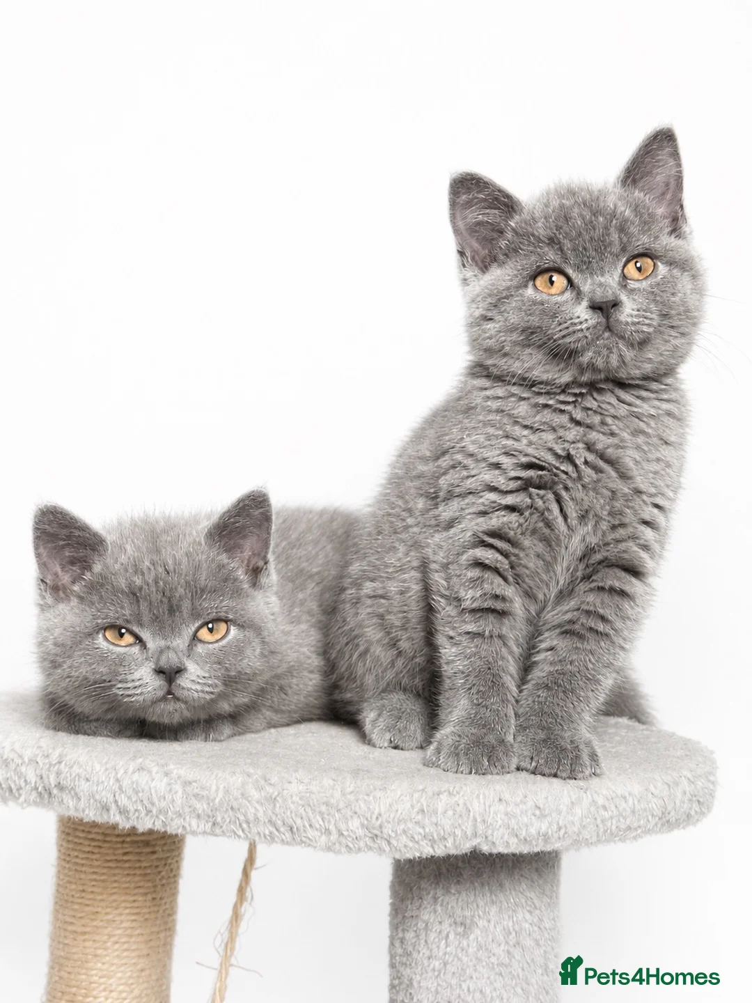 British Shorthair cats for sale: Stunning British Short Hair Kittens  - Advert 1