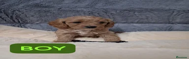 Cavapoo MALE