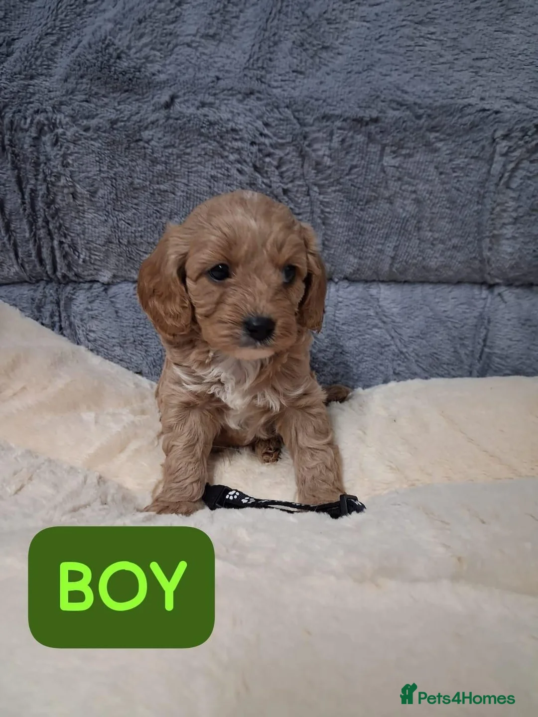 Cavapoo dogs for sale: CAVAPOO FRIENDLY PUPPY FOR SALE, READY TO LEAVE in Livingston - Advert 5