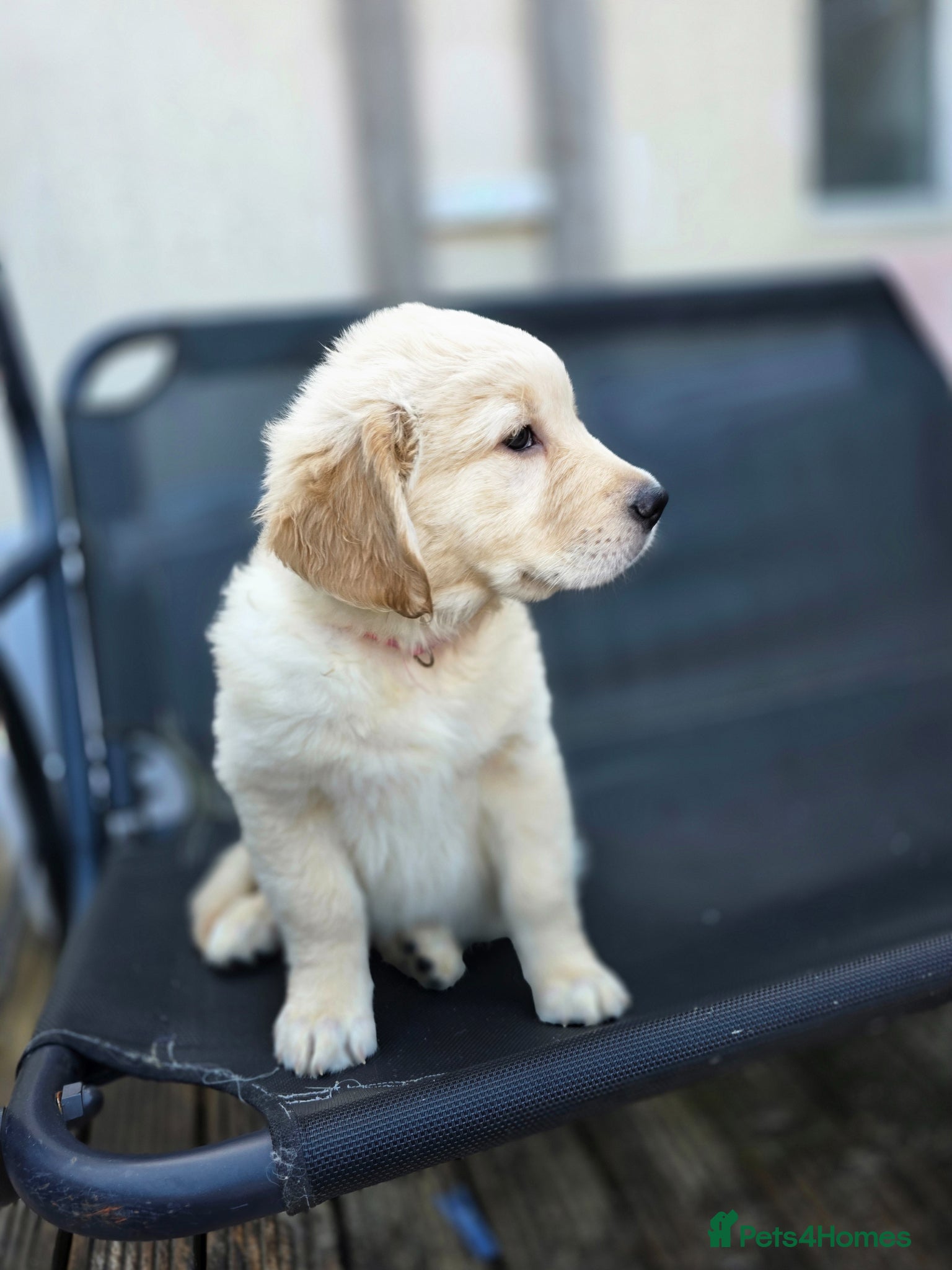 Golden Retriever dogs Golden retrievers pure breed. - Advert 3