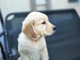 Golden Retriever dogs Golden retrievers pure breed. - Advert 3
