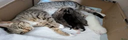 Mixed Breed cats for sale: Mother Cat and 3 Kittens Available in Oldbury - Advert 4