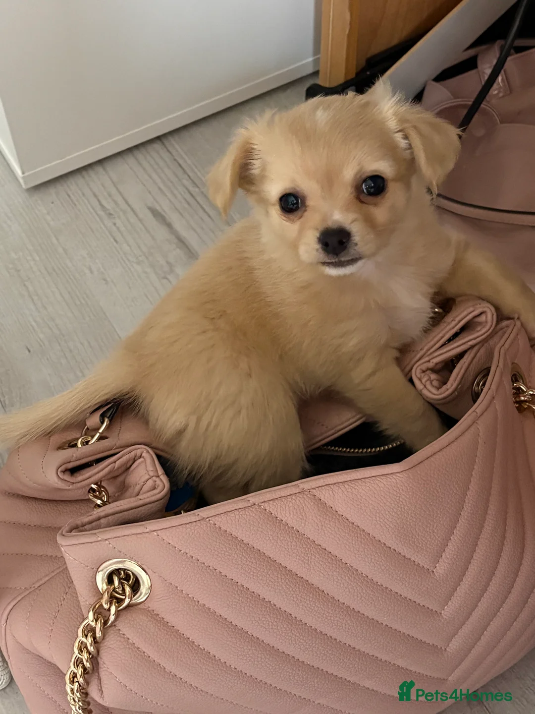 Chihuahua dogs for sale: Beautiful  **  chihuahua girls - Advert 2