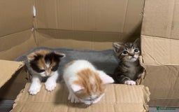 Domestic Shorthair cats for sale: 3 beautiful kittens - Image 2