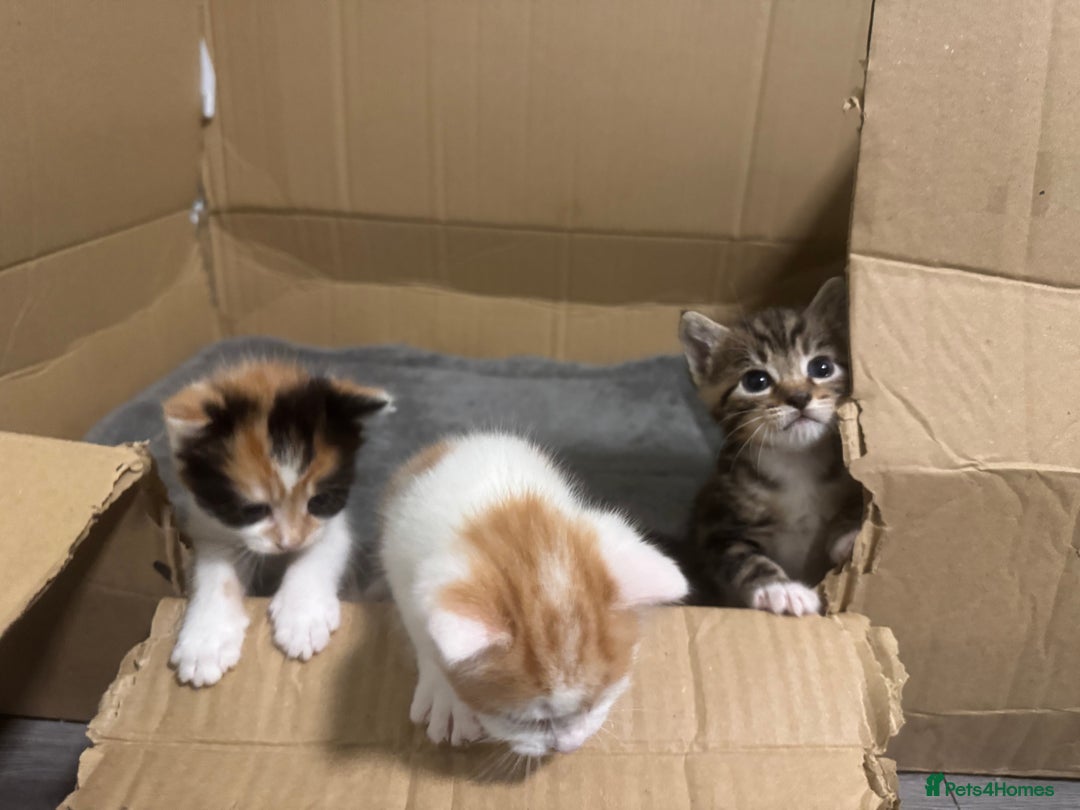 Domestic Shorthair cats for sale: 3 beautiful kittens - Image 2