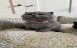 British Shorthair cats for sale: Stunning British short hair kittens  - Image 5