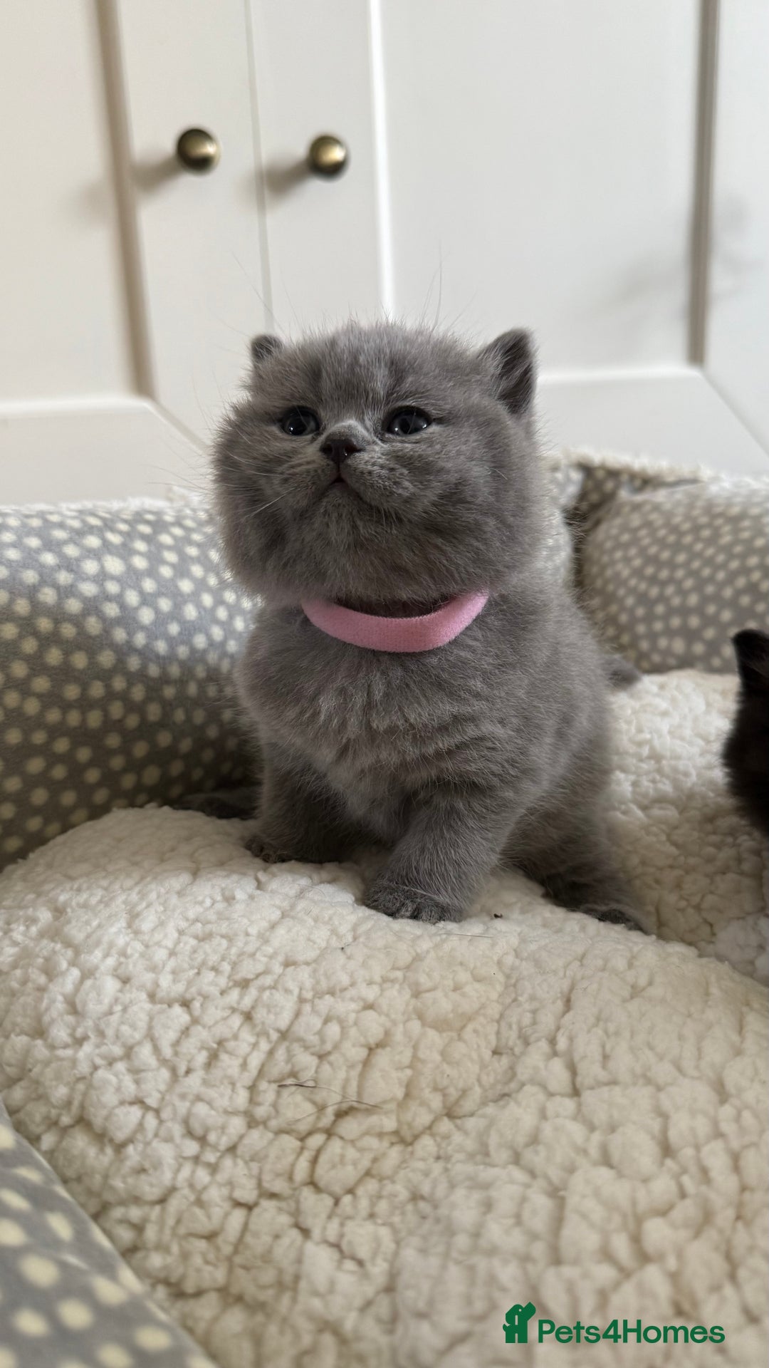 British Shorthair cats for sale: Stunning British short hair kittens  - Image 5