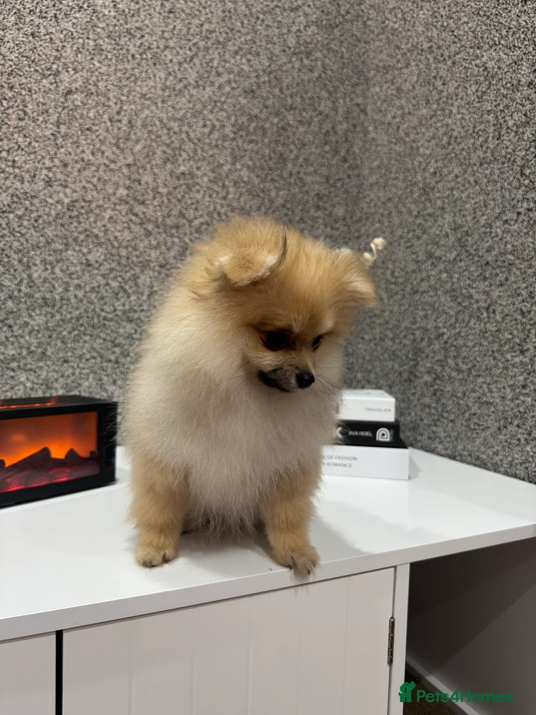 Pomeranian dogs for sale: KC registered boy! - Advert 3