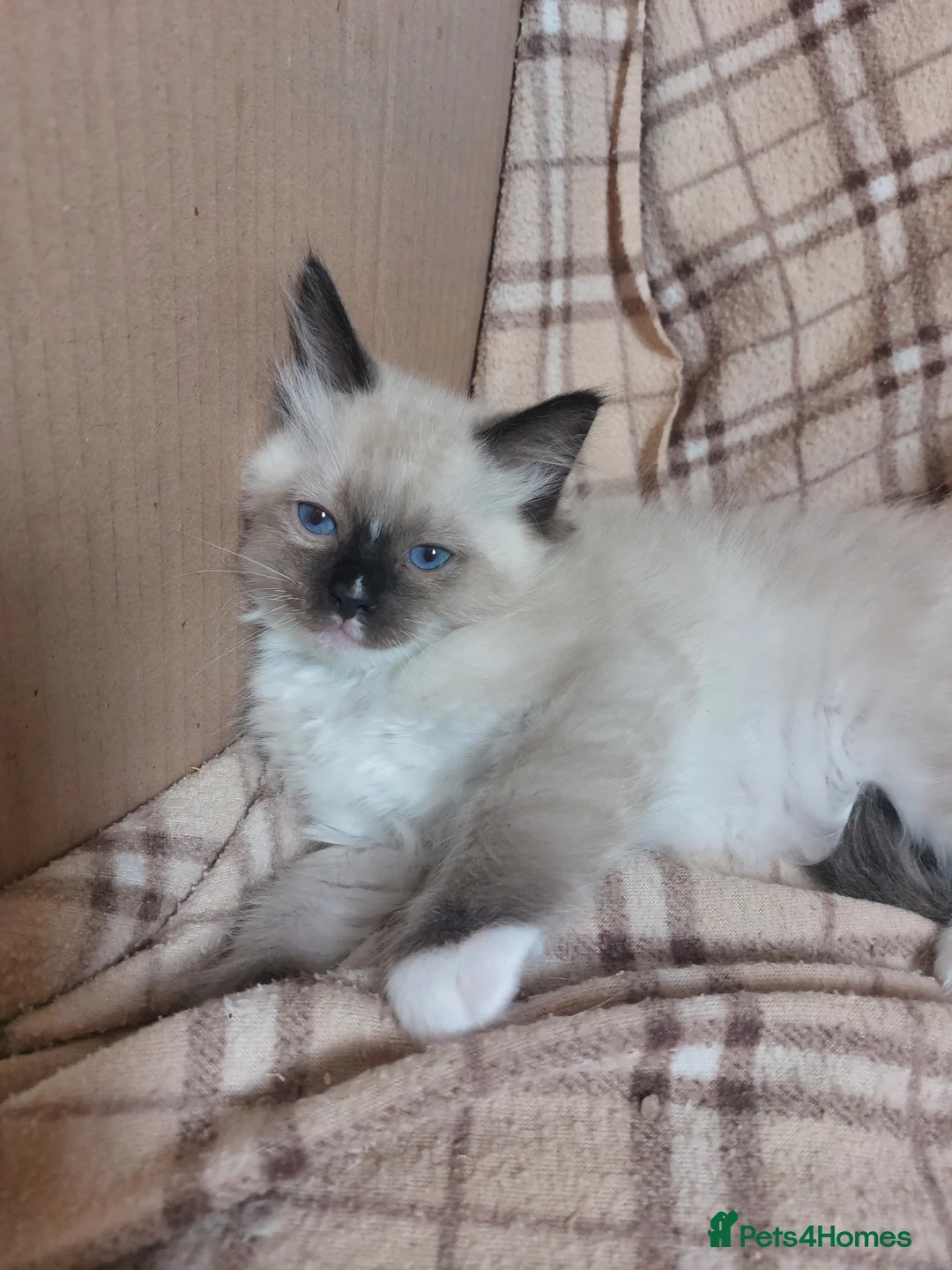 Ragdoll cats for sale: THREE SUPERB RAGDOLL BOYS - Advert 2
