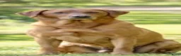 Labrador Retriever dogs for sale: KC Registered Labrador Puppies - Advert 5